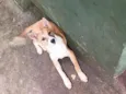 animal sem nome, para adoção 