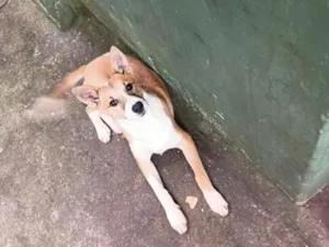 Cachorro raça SRD-ViraLata idade 2 a 6 meses nome animal sem nome, para adoção 