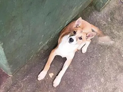 Cachorro raça SRD-ViraLata idade 2 a 6 meses nome animal sem nome, para adoção 
