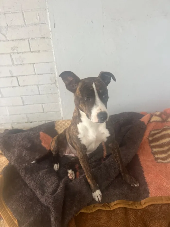 Cachorro raça SRD-ViraLata idade 2 a 6 meses nome Não sabemos o nome 