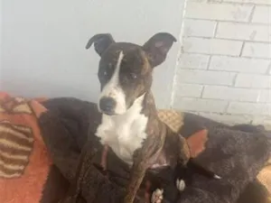 Cachorro raça SRD-ViraLata idade 2 a 6 meses nome Não sabemos o nome 