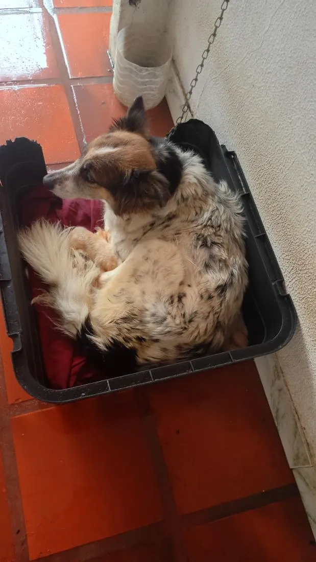 Cachorro raça SRD-ViraLata idade 2 anos nome Tony