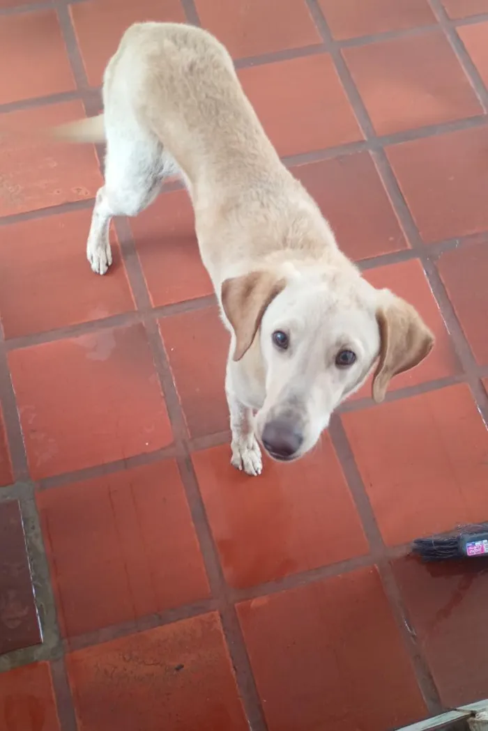 Cachorro raça SRD-ViraLata idade 2 anos nome Tony