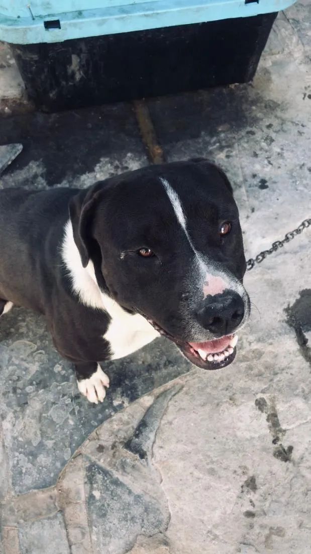 Cachorro raça SRD-ViraLata idade 2 anos nome Tony