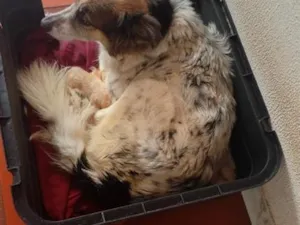 Cachorro raça SRD-ViraLata idade 2 anos nome Tony
