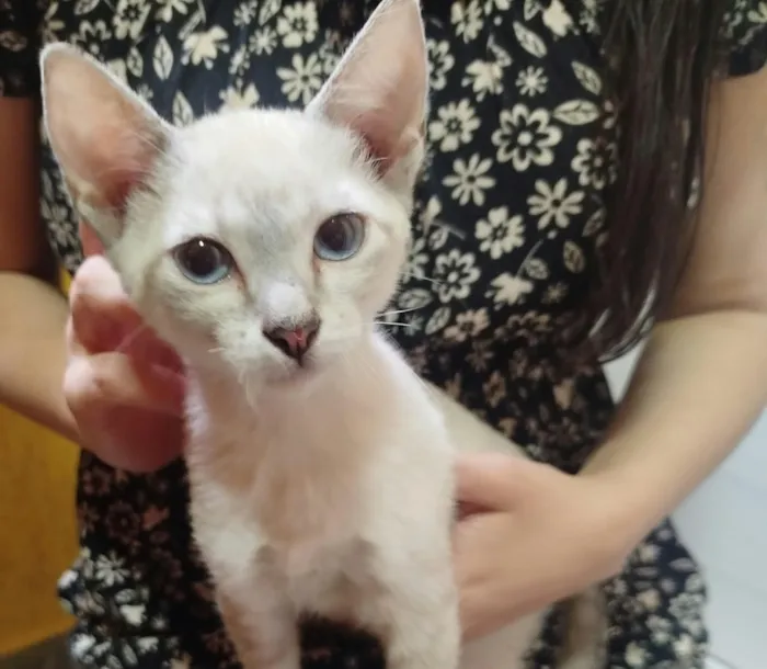 Gato raça SRD-ViraLata idade 2 a 6 meses nome Safira