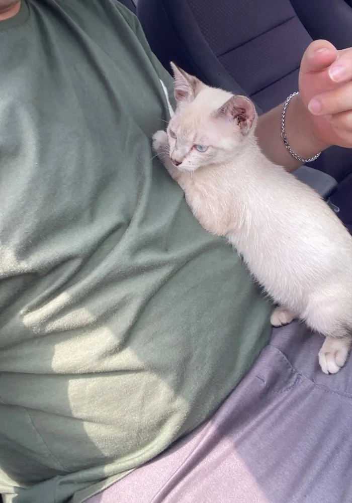 Gato raça SRD-ViraLata idade 2 a 6 meses nome Safira