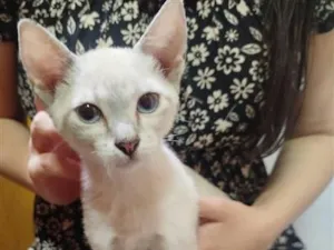 Gato raça SRD-ViraLata idade 2 a 6 meses nome Safira
