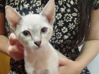 Gato raça SRD-ViraLata idade 2 a 6 meses nome Safira