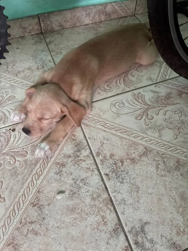 Cachorro raça SRD-ViraLata idade 2 a 6 meses nome Não tem