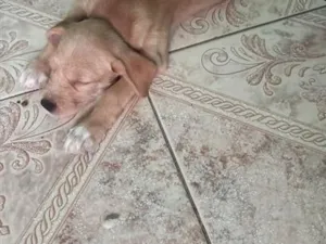 Cachorro raça SRD-ViraLata idade 2 a 6 meses nome Não tem
