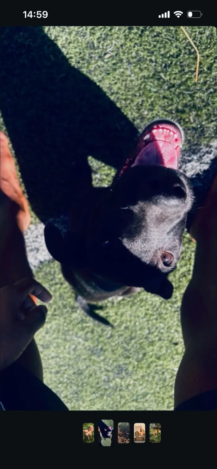 Cachorro raça SRD-ViraLata idade 7 a 11 meses nome Ganley