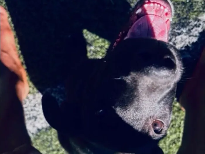 Cachorro raça SRD-ViraLata idade 7 a 11 meses nome Ganley