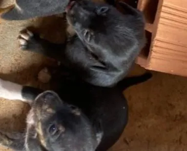 Cachorro raça SRD-ViraLata idade Abaixo de 2 meses nome Toto 