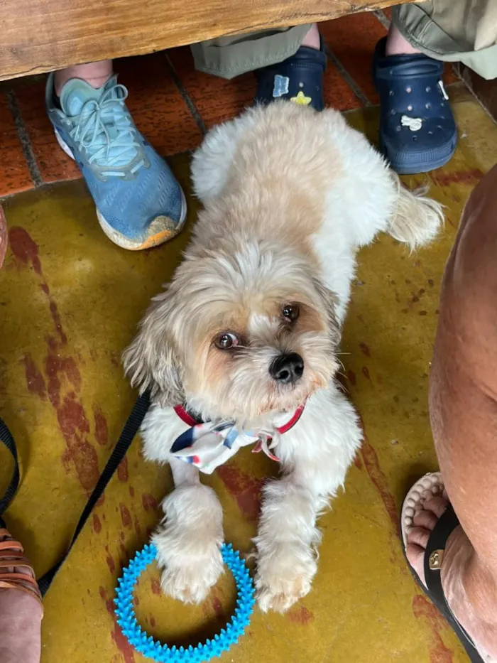 Cachorro raça Shitzu idade 2 anos nome Bento