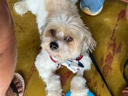 Cachorro raça Shitzu idade 2 anos nome Bento