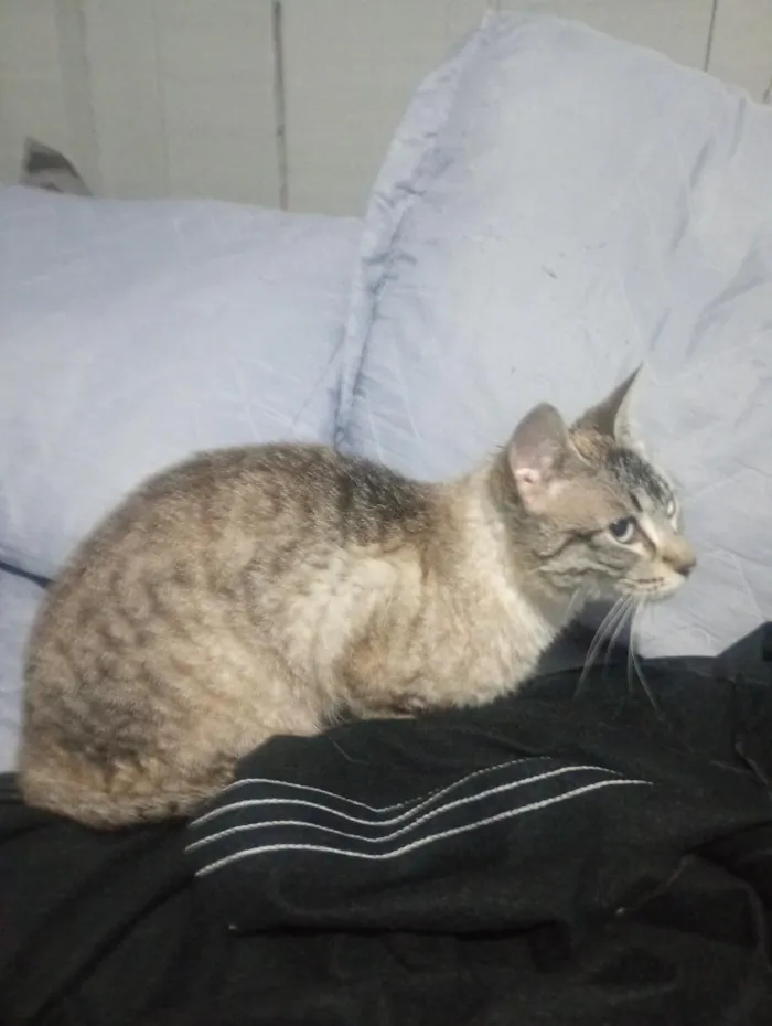Gato raça SRD-ViraLata idade 1 ano nome Estrela
