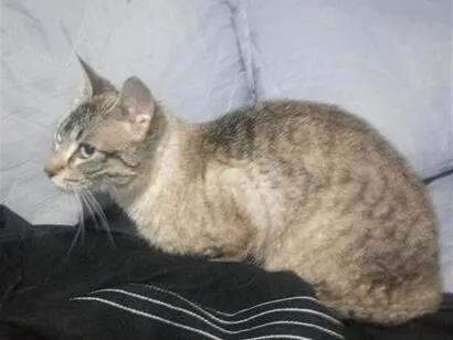 Gato raça SRD-ViraLata idade 1 ano nome Estrela