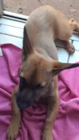 Suki