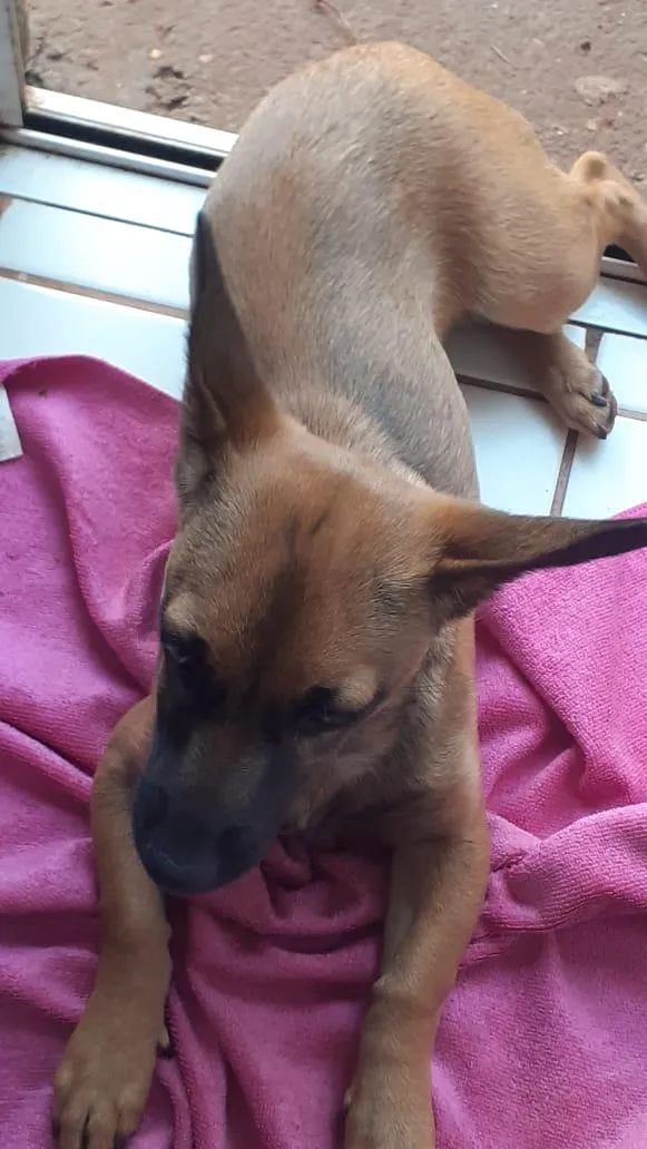 Cachorro raça SRD-ViraLata idade 7 a 11 meses nome Suki
