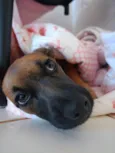 Suki