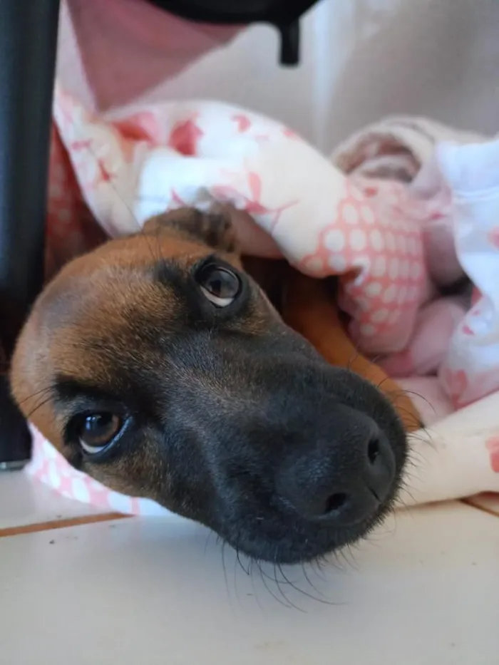 Cachorro raça SRD-ViraLata idade 7 a 11 meses nome Suki