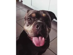 Cachorro raça Pit-Bull idade 2 anos nome Amora