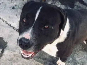 Cachorro raça SRD-ViraLata idade 2 anos nome Tony