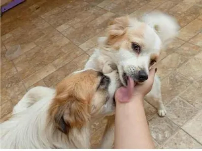 Cachorro raça SRD-ViraLata idade 6 ou mais anos nome Sol e Lua