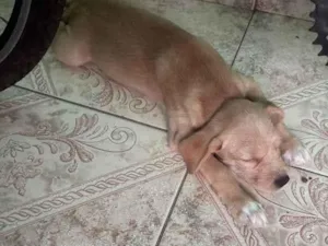 Cachorro raça SRD-ViraLata idade 2 a 6 meses nome Não tem