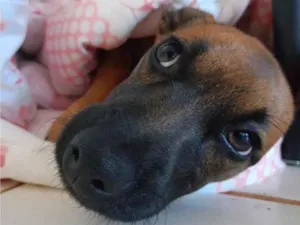 Cachorro raça SRD-ViraLata idade 7 a 11 meses nome Suki
