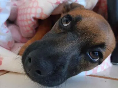 Cachorro raça SRD-ViraLata idade 7 a 11 meses nome Suki
