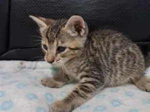 Gato raça SRD-ViraLata idade 2 a 6 meses nome gato 