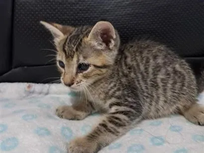 Gato raça SRD-ViraLata idade 2 a 6 meses nome gato 