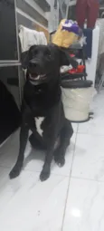 Pele