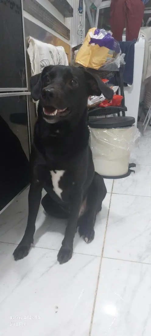 Cachorro raça SRD-ViraLata idade 3 anos nome Pele