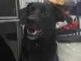 Pele
