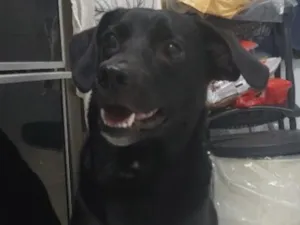 Cachorro raça SRD-ViraLata idade 3 anos nome Pele