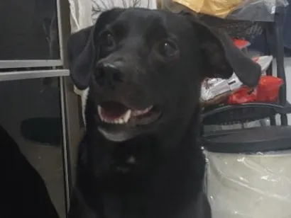 Cachorro raça SRD-ViraLata idade 3 anos nome Pele