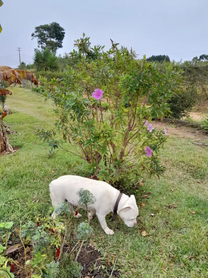 Cachorro raça Pit-Bull idade 2 anos nome Thor