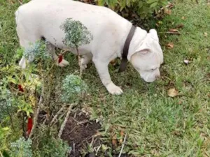 Cachorro raça Pit-Bull idade 2 anos nome Thor