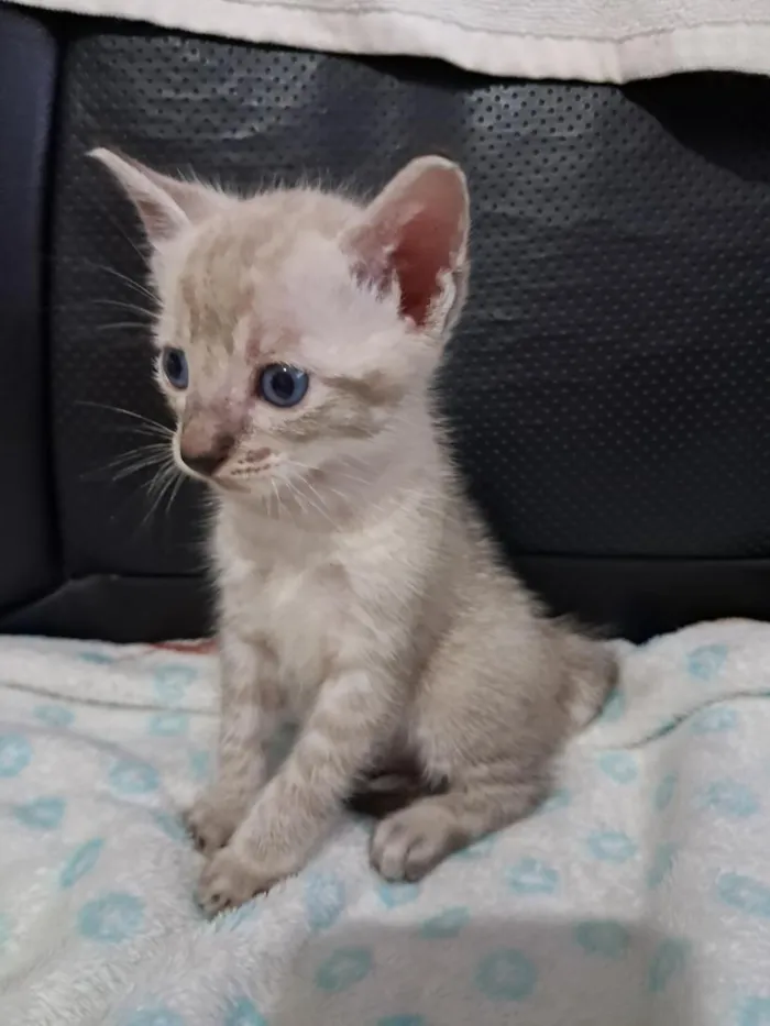 Gato raça SRD-ViraLata idade 2 a 6 meses nome Gatinho