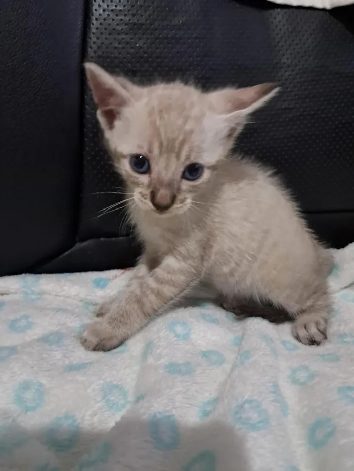Gato raça SRD-ViraLata idade 2 a 6 meses nome Gatinho