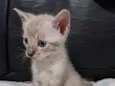 Gatinho