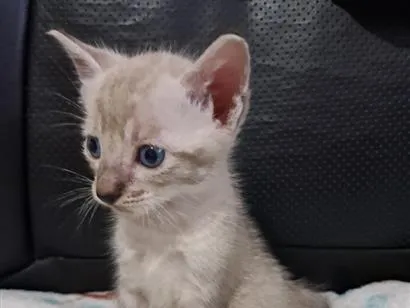 Gato raça SRD-ViraLata idade 2 a 6 meses nome Gatinho