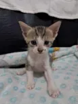 Gatinho 