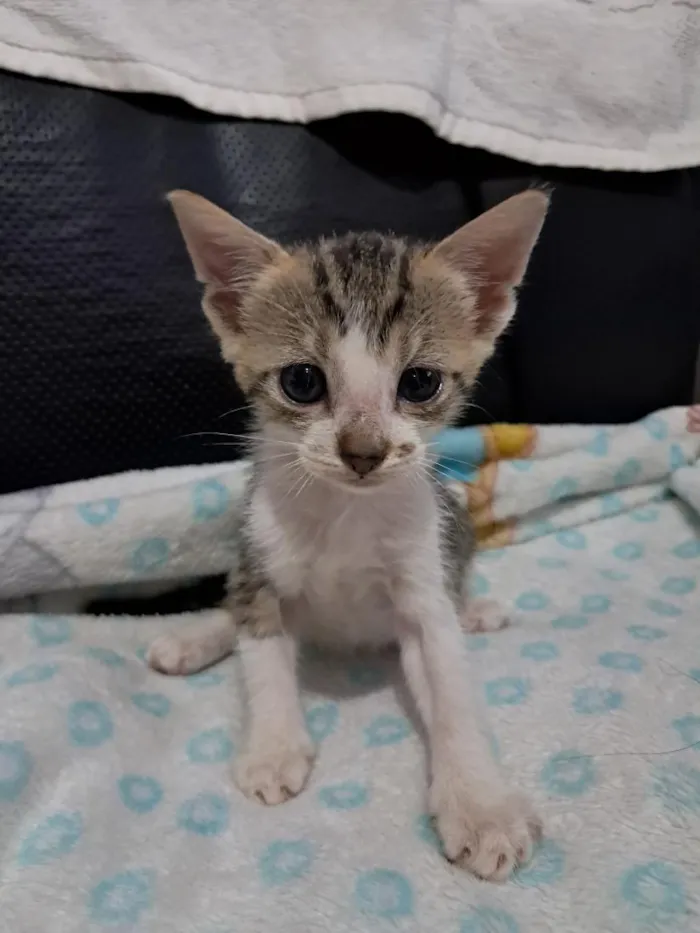Gato raça SRD-ViraLata idade 2 a 6 meses nome Gatinho 