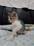 Gatinho 