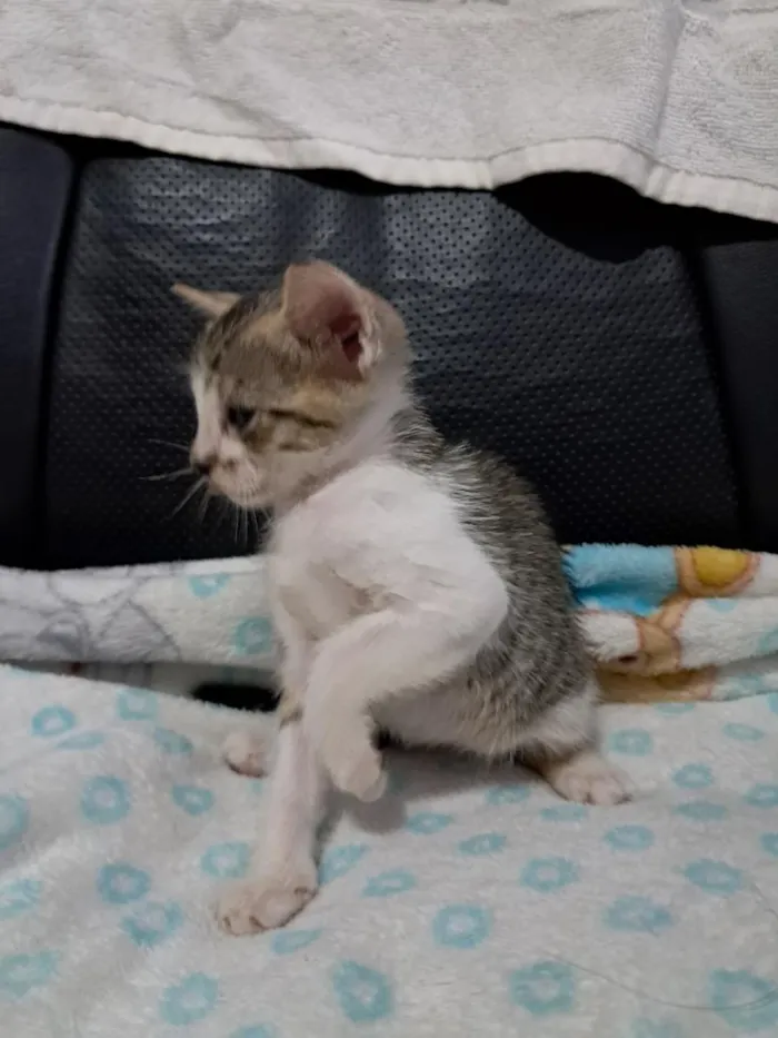 Gato raça SRD-ViraLata idade 2 a 6 meses nome Gatinho 