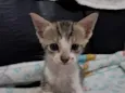Gatinho 
